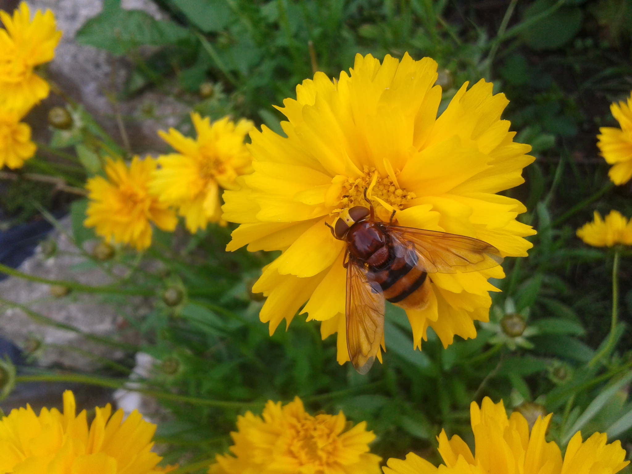 Photograph: 2015-08-19_09.36.26.jpg