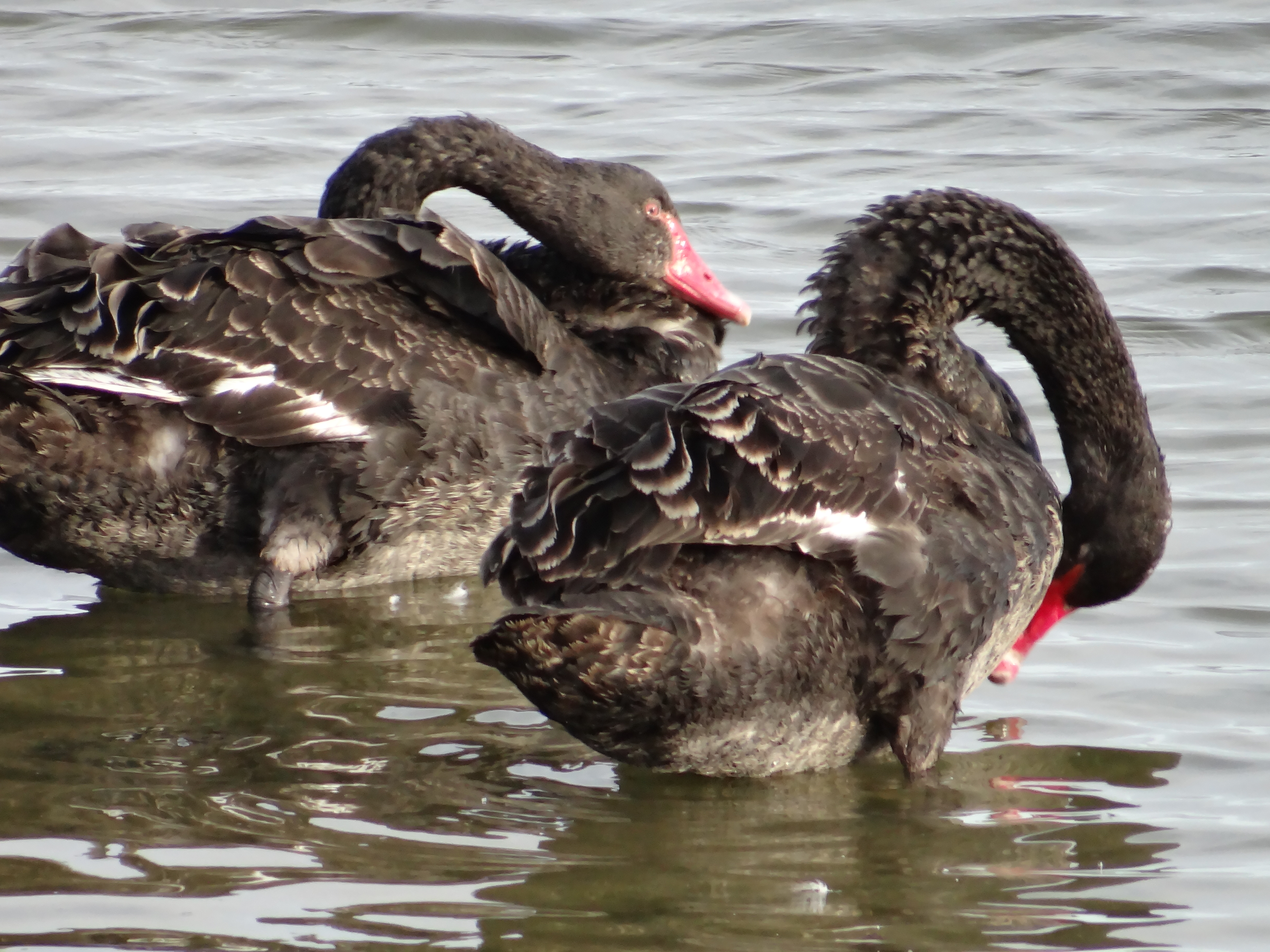 Photograph: DSC06112.JPG