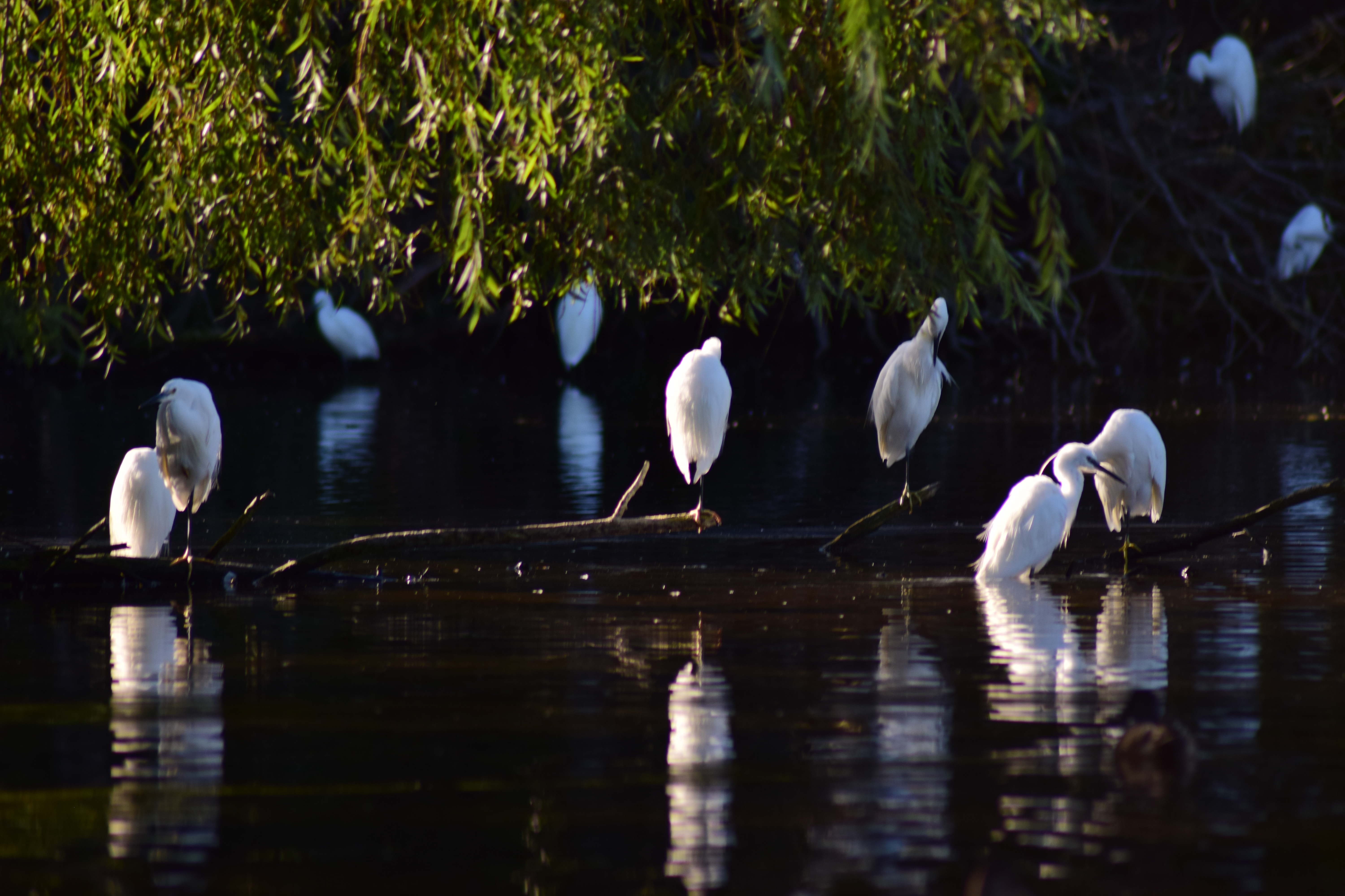 Photograph: DSC_0087.JPG