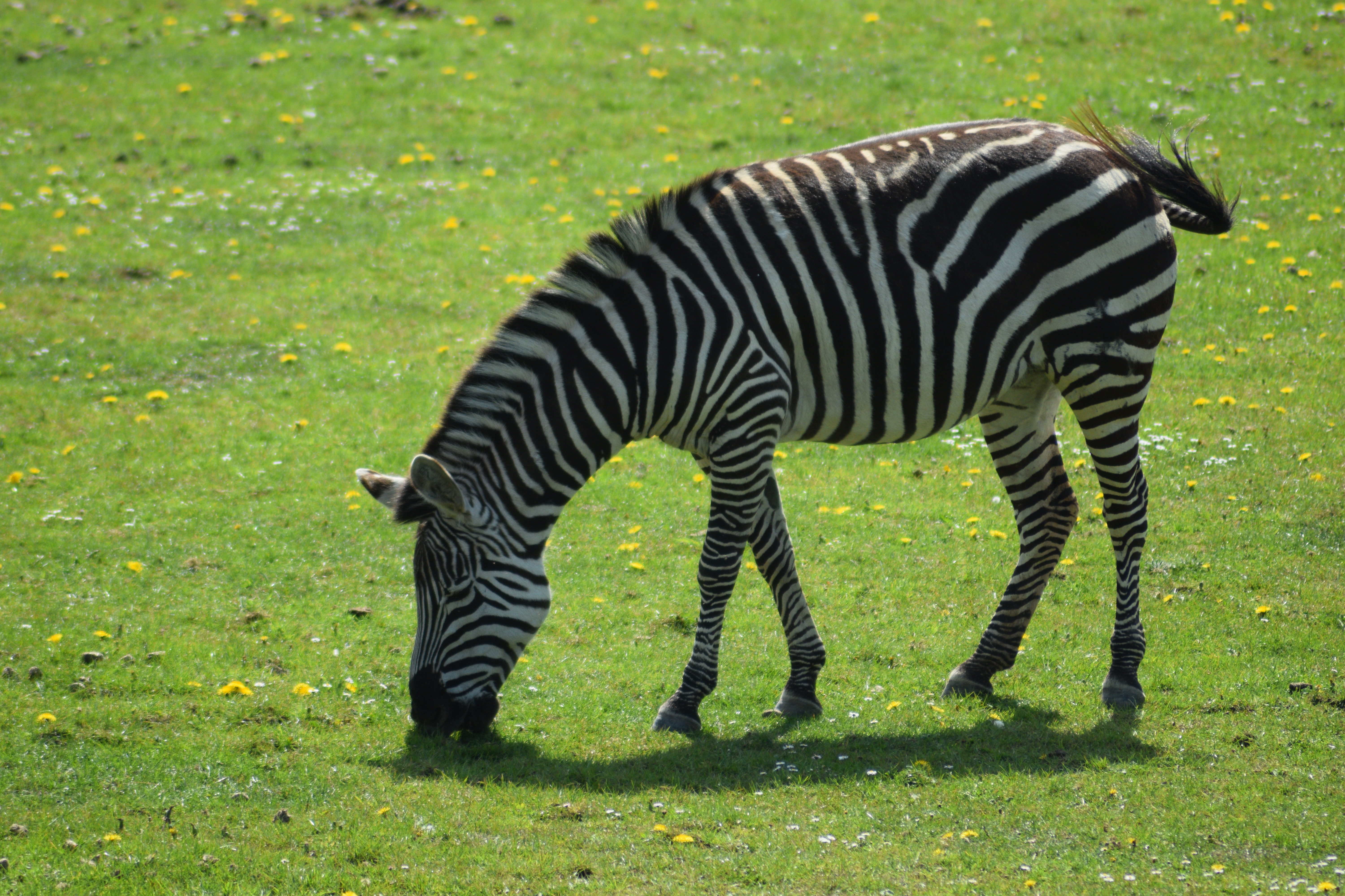 Photograph: DSC_3748.JPG